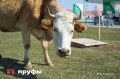 Стоит ли пить молоко после 60 — мнение экспертов